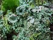 Cladonia diversa