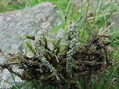 Acrocardia macrospora