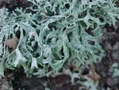 Diploschistes plumbea
