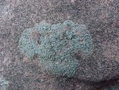 Halecania Ralfsii