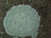 Cladonia parasitica