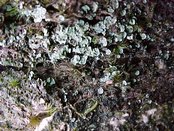 Normandina pulchella