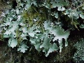 Parmelia crinita