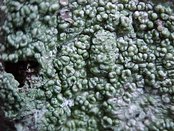 Pertusaria multipuncta