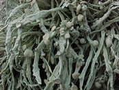 Ramalina siliquosa