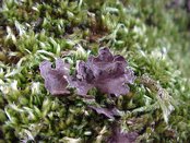 Sticta sylvatica