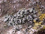 Toninia aromatica