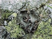Umbilicaria cylindrica