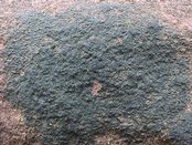 Verrucaria maura