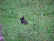 A rabbit